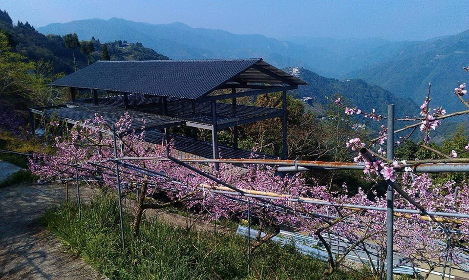 拉拉山賞花